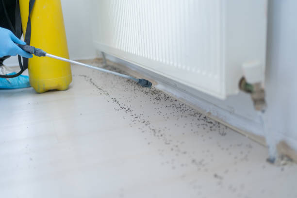 Best Flea Control Services  in Lakeside, MT