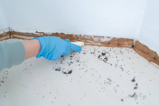 Best Pest Control Near Me  in Lakeside, MT